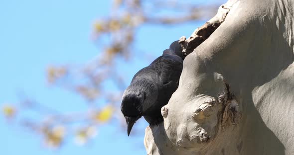 Western jackdaw (Coloeus monedula), perched on a platanus