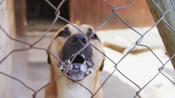 Abandoned dog locked up in a shelter