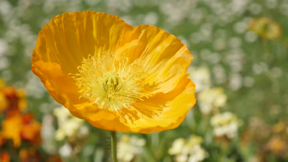 Beautiful Iceland Poppy orange boreal flowering plant  in the garden 4K 2160p 30fps UltraHD footage 