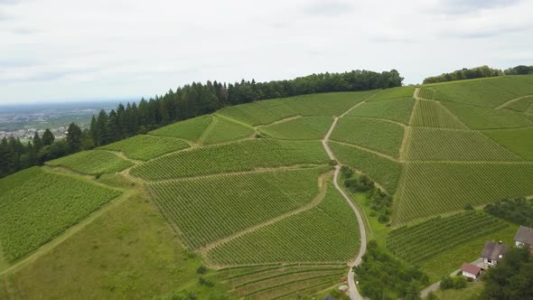 Aerial orbit of wine vineyard terraces in green hill and houses surrounded by pine forest, mountains