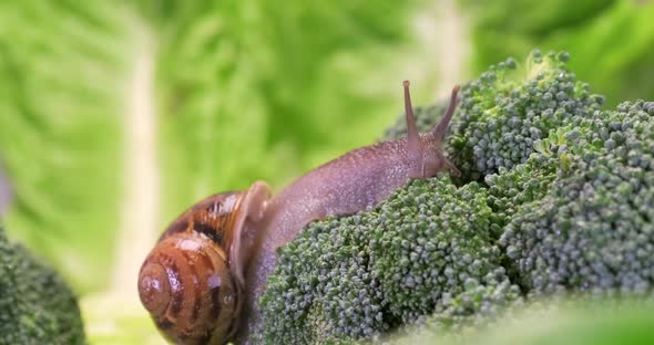 Garden snail crawling on green broccoli