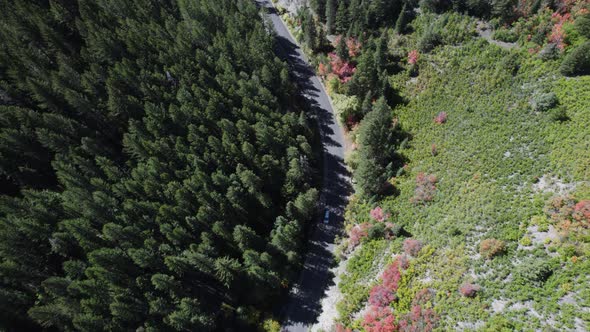 Aerial View Of Road Winding Up In Mountains Viewing Pine Tree Forest From Above In American Fork Can