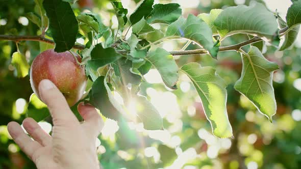 Man’s hand picking apples in the apple orchard