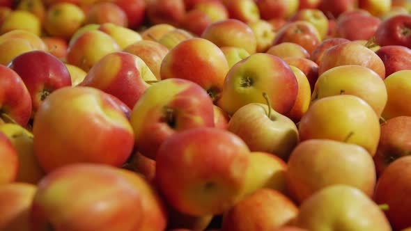 Ripe Apples Closeup