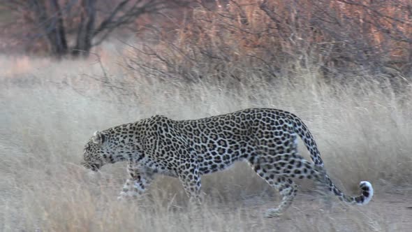 Lone leopard walks and lies down to rest on dry grass on windy day