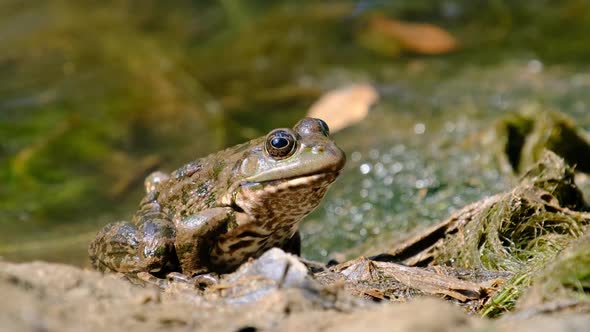 Portrait of Frog Sits on the Shore By the River Close Up