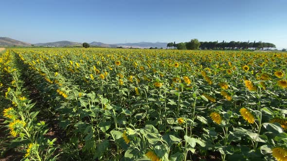 Sunflower Field