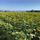 Sunflower Field - VideoHive Item for Sale