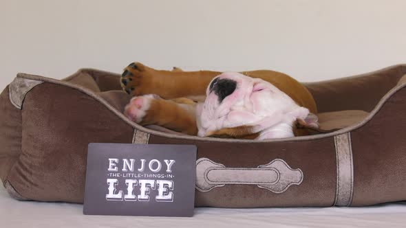 bulldog puppy sleeping with enjoy the little things sign 4k
