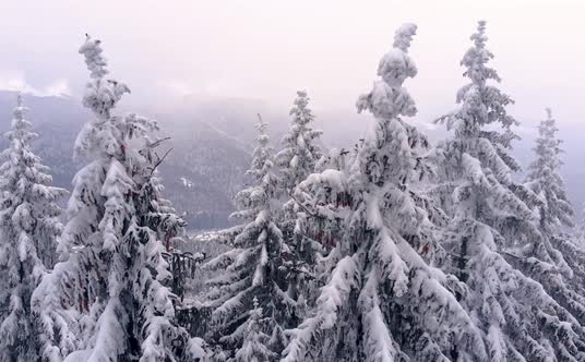 Aerial view: winter forest. Snowy tree branch in a view of the winter forest