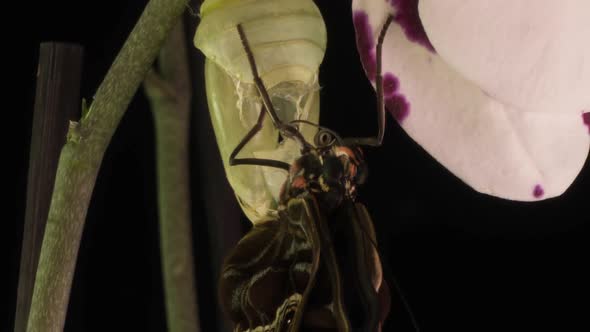 the Process of Emergence of the Morph Butterfly From the Pupa Timelapse the Butterfly Is Born From