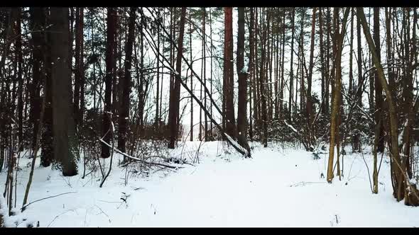 Winter Forest 12