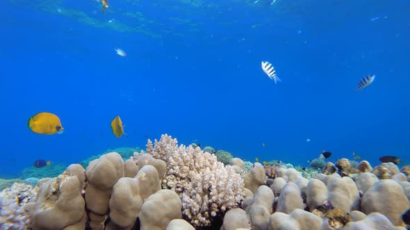 Tropical Fish Corals Marine Reef