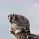 Two Funny Lemurs Sitting on a Dry Branch and Watching Around Curiously in Summer  - VideoHive Item for Sale