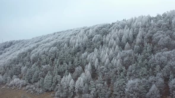 White Forest