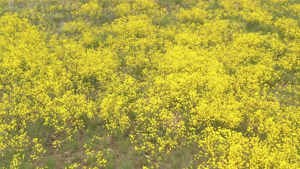 Fields of Golden-dust Alyssum Aurinia saxatilis flower 4K aerial video