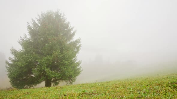 Mountainous terrain, nothing to see. A light wind stirs the branches and grass. Mystical place