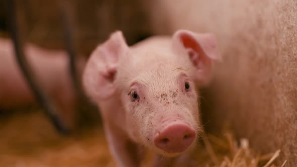 Pigs on Livestock Farm, Pigs Farm, Livestock Farm. Modern Agricultural Pigs Farm