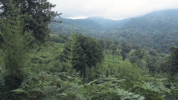Panoramic view of african mountain forest, Aberdare National Park, Kenya