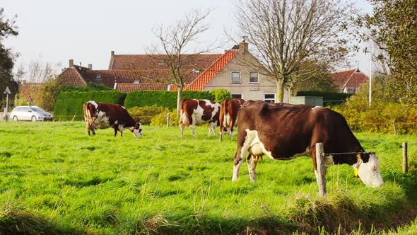 cows eating cows eating grass