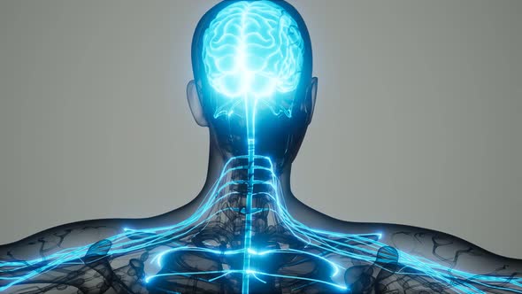 Brain and Nervous System of Human alt