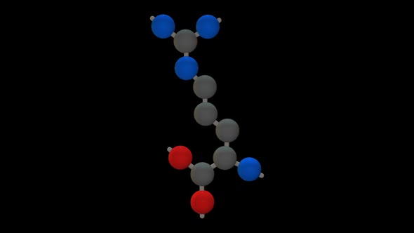 L-arginine - Amino acid model