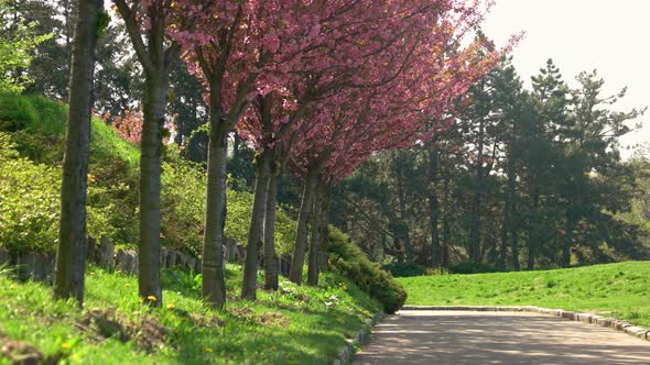 Blooming Sakura Cherry Blossom Alley in Park