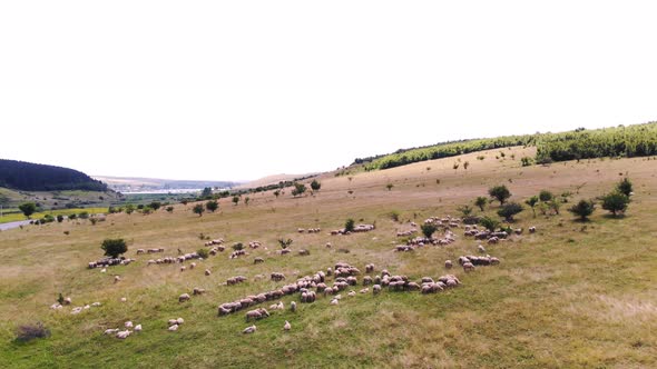 Aero Panoramic View of a Flock of Sheep Grazes in the Meadow. a Flock of Birds Flies in the Sky