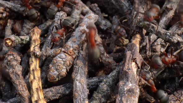 Wild Ant Hill in the Forest