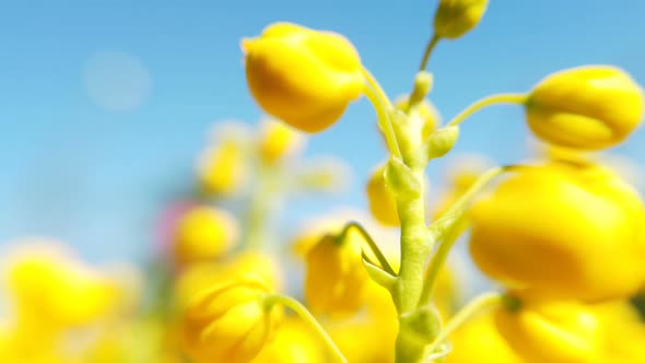 Close up of colored flowers of canola. Blooming yellow rapeseed flower