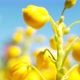 Close up of colored flowers of canola. Blooming yellow rapeseed flower - VideoHive Item for Sale