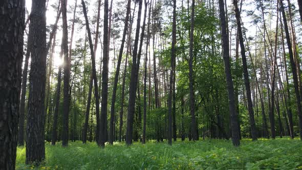 Wild Forest Landscape on a Summer Day