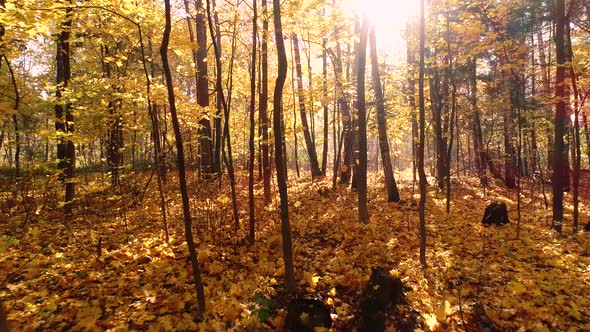 Colorful Autumn Forest Wood