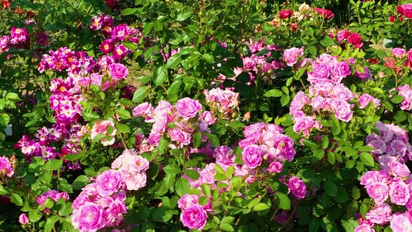 Flying over delicate picturesque bush blooming roses on a summer day in the park. Rose garden