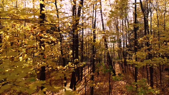 Colorful Autumn Forest Wood