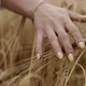 Closeup of Woman's Hand Running Through Wheat Field Dolly Shot SLOW MOTION Girl Touching Wheat Ears - VideoHive Item for Sale