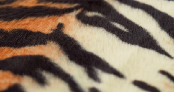 Tiger Fur Fabric Closeup