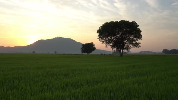 Sunrise morning at green paddy field 