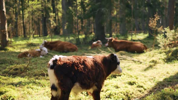 Highland Cattle Grazing and Resting in Forest