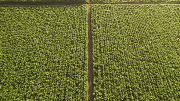 Sugar cane plantation. Aerial top view of a agriculture fields. Farm. View from the sky. 4K.