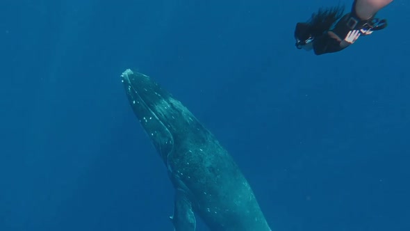 Girl Engaging Snorkeling Swimming Under the Water To the Whale. Woman in a Swimming Suit Freediving