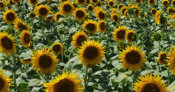 Field of sunflowers, Lot et Garonne , France.