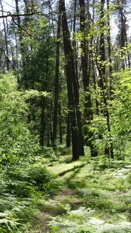 Vertical Video of a Summer Green Forest with Trees During the Day Slow Motion