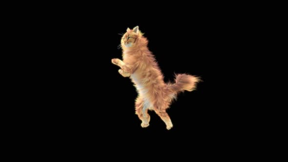 Cat Dancing HD