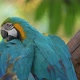 video of the blue and yellow macaw (Ara ararauna) - VideoHive Item for Sale