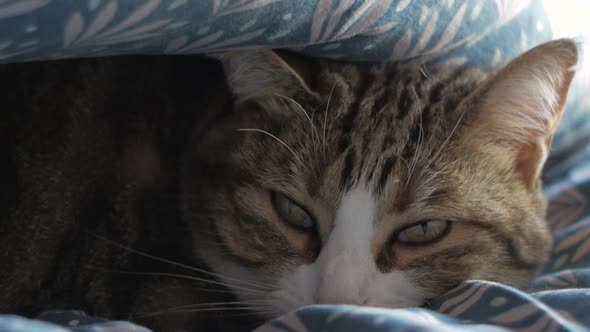 Lazy Cat Lying On The Bed Under Blanket On A Cold Day In Winter. - close up