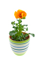orange pansy's sprout in ceramic pot - PhotoDune Item for Sale