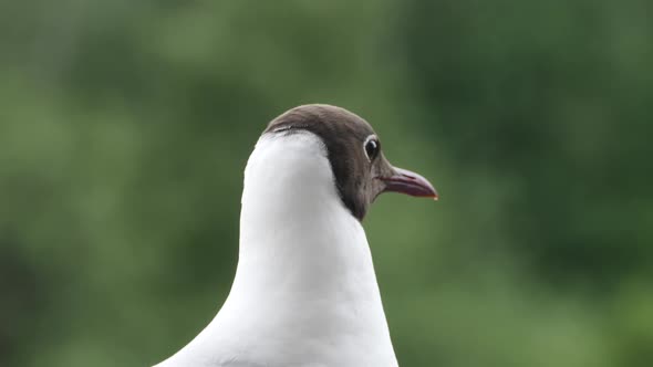 Seagull Sitting on Railing. Bird Looks Around While Sits on the Railing