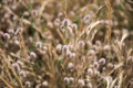 Wildflowers - PhotoDune Item for Sale