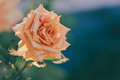 Beautiful rose in nature background. - PhotoDune Item for Sale